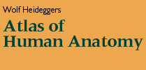 Wolf-Heideggers Atlas der Anatomie des Menschen